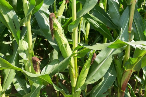 Symbolic image, renewable energies, maize plants, biogas plant, feed maize, maize cobs, detail,