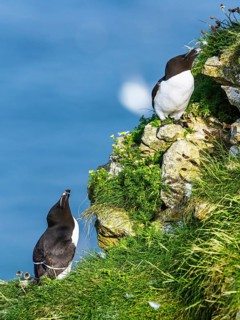 Razorbill, Alca Torda, birds on cliffs, Bempton Cliffs, North Yorkshire, England, United Kingdom,