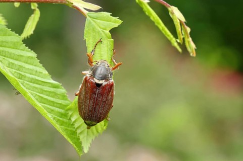 Northern cockchafer (Melolontha hippocastani), male, on leaves of a hornbeam (Carpinus betulus),