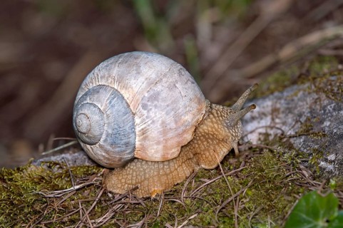 Vineyard snail (Helix pomatia), Valais, Switzerland, Europe