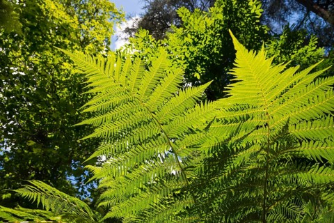 Grüne Farnblätter in hellem Sonnenschein, umgeben von dichtem Laub und hohen Bäumen im Wald,