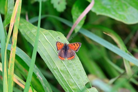 Small copper, September, Mecklenburg-Western Pomerania, Germany, Europe