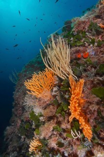 Living corals, yellow gorgonian (Eunicella cavolinii) and white gorgonian (Eunicella singularis),