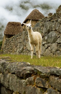 Llama (Llama glama) in the cloudy Inca ruins of Machu Picchu, Cusco region, Peru, South America