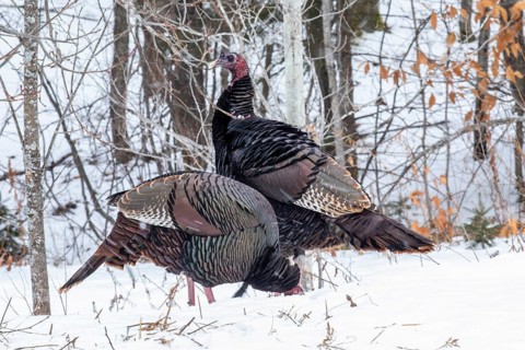 Wild turkeys (Meleagris gallopavo) feeding together in a snow-covered corn field .They eat the
