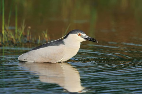 Black crowned night heron (Nycticorax nycticorax), Lake Kerkini, Greece, Europe