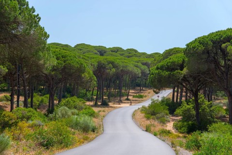 A narrow road runs through a dense, sunny forest with tall, green trees, La Breña y Marismas del