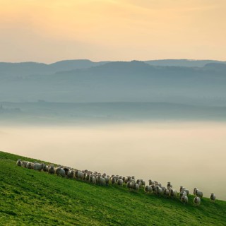 Flock of sheep grazing in the morning light, morning mist in Val d'Orcia, UNESCO World Heritage