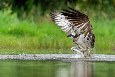 Western osprey (Pandion haliaetus) hunting with a trout, Aviemore, Scotland, Great Britain