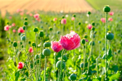 Poppy, (Papaver somniferum), poppy field, Waldviertel grey poppy, poppy village Armschlag,