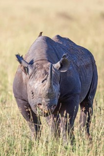 Black rhinoceros (Diceros bicornis) on the grass savanna in africa, Maasai Mara National Reserve,