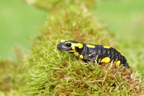 Fire salamander (Salamandra salamandra), running over moss, Wildlife, North Rhine-Westphalia,