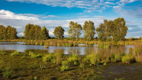 Goldenstedter Moor, nature reserve, peat moss, Goldenstedt, Lower Saxony, Germany, Europe