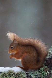 Red squirrel (Sciurus vulgaris) adult animal feeding on a nut on a tree branch covered in snow in