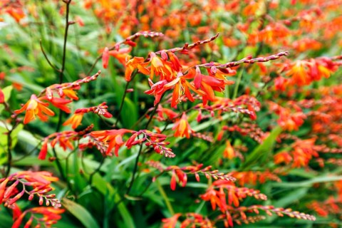 Montbretia (Crocosmia), Dingle, Wild Atlantic Way, Ireland, Europe