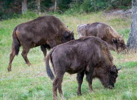Bison (Bison bonasus), herd grazing in near-natural habitat, captive, Germany, Europe