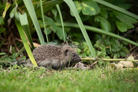 European hedgehog (Erinaceus europaeus) juvenile baby animal on a garden flower bed, England,