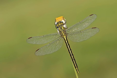 Western clubtail (Gomphus pulchellus), female, Provence, southern France