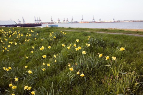 Felixstowe docks from Harwich with daffodils in spring, Essex, England, UK