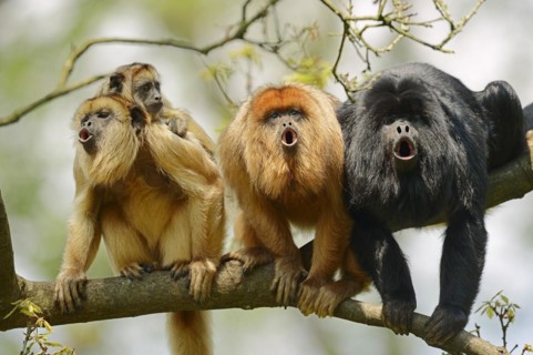 Black howler (Alouatta caraya), male and female calling with young, captive, occurring in South