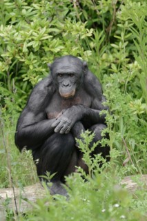 Bonobo or bonobo (Pan paniscus), captive, occurring in the Congo