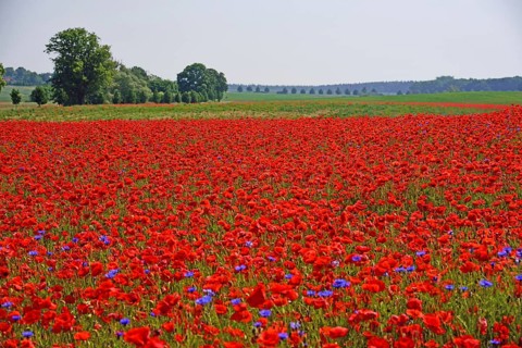 Europe, Germany, Mecklenburg-Western Pomerania, Poppy field near Göhren-Lebbin, Göhren-Lebbin,