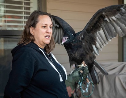 Lakewood, Colorado, A handler displayed a turkey vulture (Cathartes aura) at the pre-Halloween