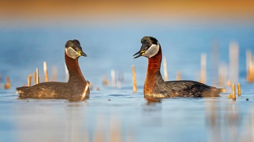 Red-necked Grebe (Podiceps grisegena) grebe, pair, courtship, courtship, mating, calling, shallow