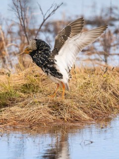 Ruff (Calidris pugnax) male in breeding plumage displaying at lek, Pokka, Finnish Lapland