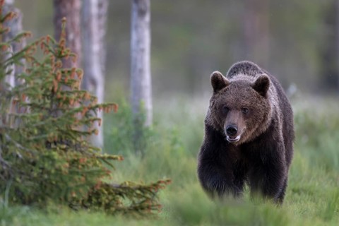 Brown bear (Ursus arctos) in the Finnish taiga, Kuusamo, Finland, Europe