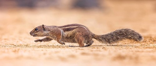 Atlas squirrel, North African bristle squirrel or Barbary squirrel (Atlantoxerus getulus) looking