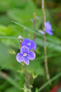 Gamander speedwell (Veronica chamaedrys), medicinal plant, Wilnsdorf, North Rhine-Westphalia,