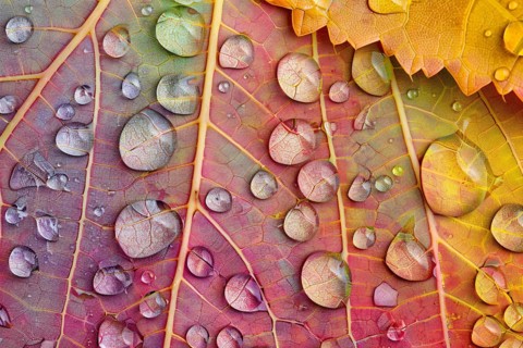 Close up of water droplets on pastel colored autumn leaves. Generative Ai, AI generated