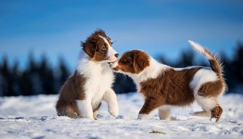 KI generated, dog, dogs, puppy, one, two, three, play, snow, winter, autumn leaves, blue sky,