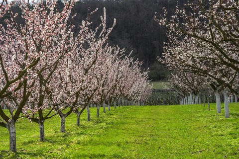 Blooming apricot trees, Paudorf, Lower Austria, Austria, Europe