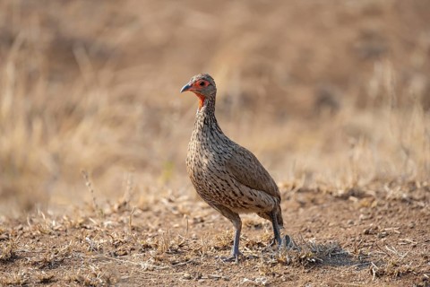Swainson's spurfowl (Pternistis swainsonii) in dry grass, Kruger National Park, South Africa,
