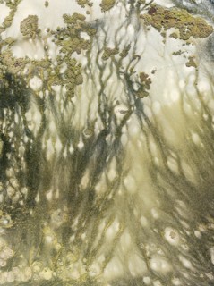 Marshland at low tide. Nature Reserve La Breña y Marismas del Barbate. Aerial view. Drone shot.