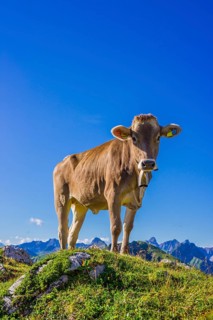 Young cattle, Allgaeuer Braunvieh, domestic cattle breed (Bos primigenius taurus), on an alpine