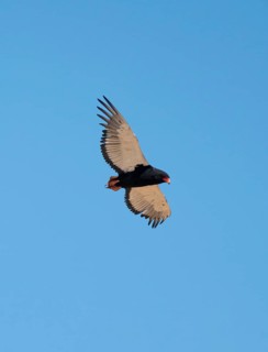 Bateleur (Terathopius ecaudatus), adult, in flight against a blue sky, Etosha National Park,