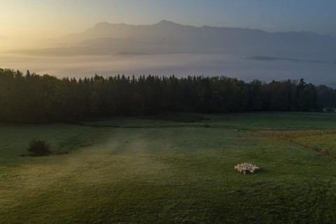 Aerial view of a flock of sheep, sheep, morning light, mountains, fog, autumn, mist, view of