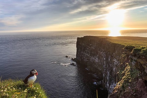 Puffin (Fratercula arctica) sitting in the grass on a cliff by the sea, evening light, midnight