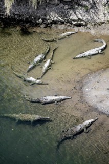 American crocodiles (Crocodylus acutus) swimming in the water, from above, Rio Tarcoles, Carara