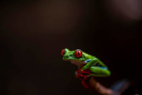 Red-eyed tree frog (Agalychnis callidryas), sitting on a branch, Heredia province, Costa Rica,