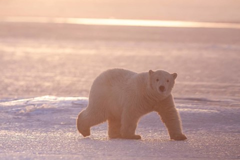 Polar bear (Ursus maritimus), walking in the snow, young, evening light, pack ice, backlight,