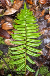 Fern leaf, Poás National Park, central highlands, Alajuela province, Costa Rica, Central America