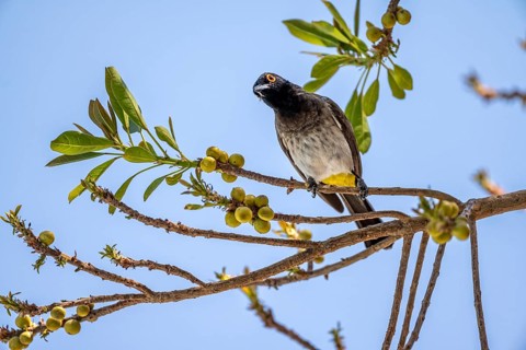 Fire-eyed Bulbul (Pycnonotus nigricans) sitting on a branch in a bush, Etosha National Park,