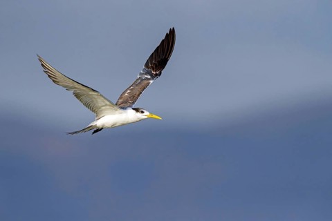 Caspian Tern, flight photo, (Thalasseus bergii), East Khawr / Khawr Ad Dahariz, Salalah, Dhofar,