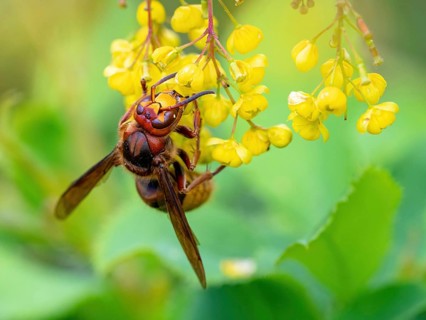 European hornet (Vespa crabro), insect, insects, macro, plant, garden, Neuhofen,