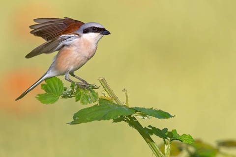Red-backed shrike, red-backed shrike, thorn-backed shrike, family of shrikes, (Lanius collurio),