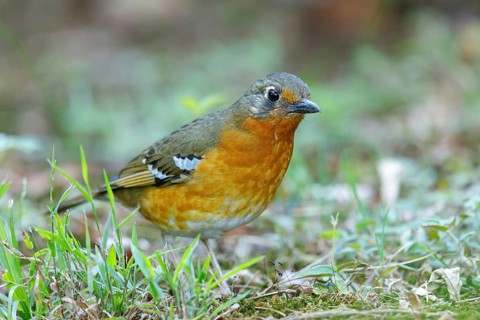 Orange ground thrush (Geokichla gurneyi), Zoothera gurneyi, Benvie Garden, Howick, KwaZulu-Natal,